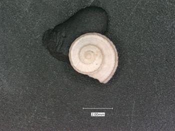 Media type: image;   Malacology 7574 Description: dry;  Aspect: API